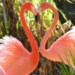 Arquétipo Flamingo