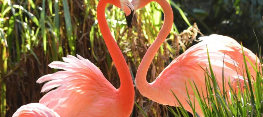 Arquétipo Flamingo